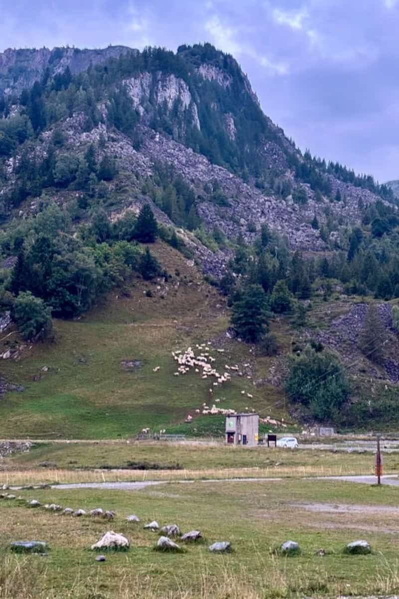 Flock of sheep visible on hillside seen while camping the Tour du Mont Blanc.