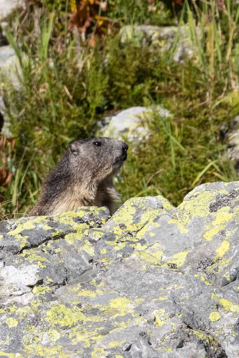 Marmot popping its head above rock.