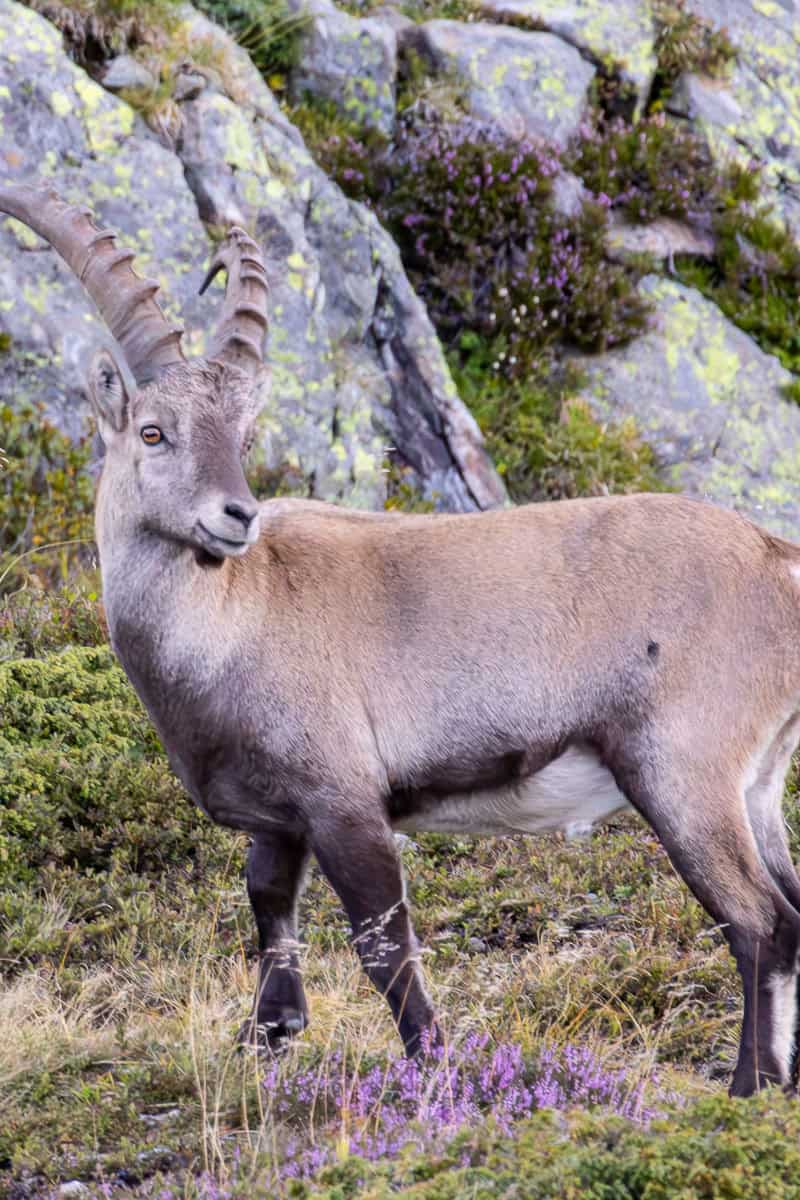 Ibex standing in front of rocky moutainside.