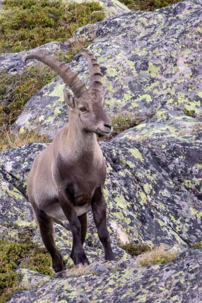 One ibex with long horns standing on rocky ground.