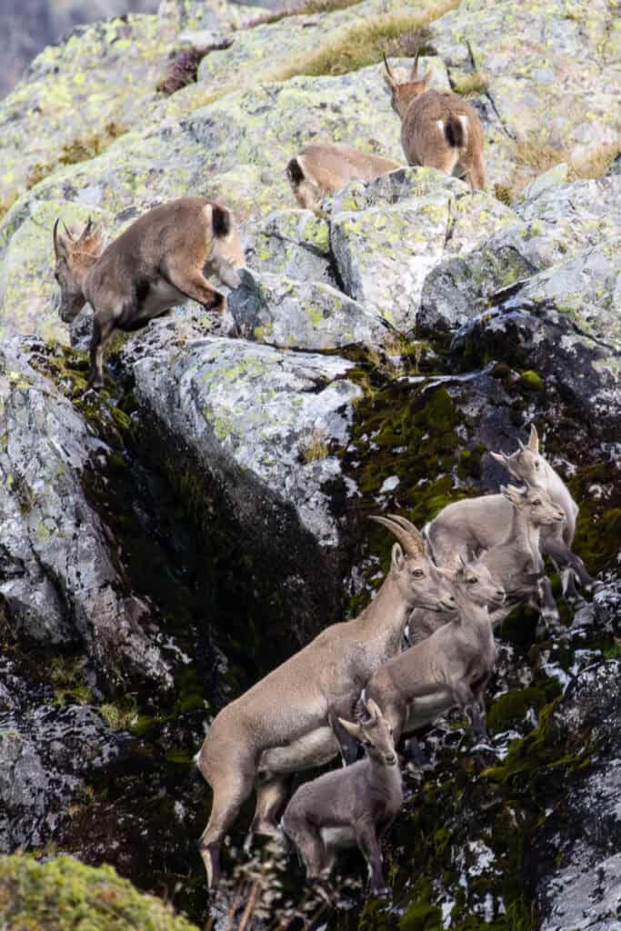Herd of ibex including several kids scrambling on rocky mountainside.