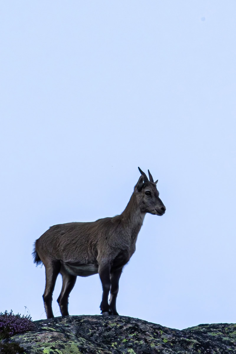 One ibex with short horns standing on rocky ground seen on Tour du Mont Blanc stage 10.