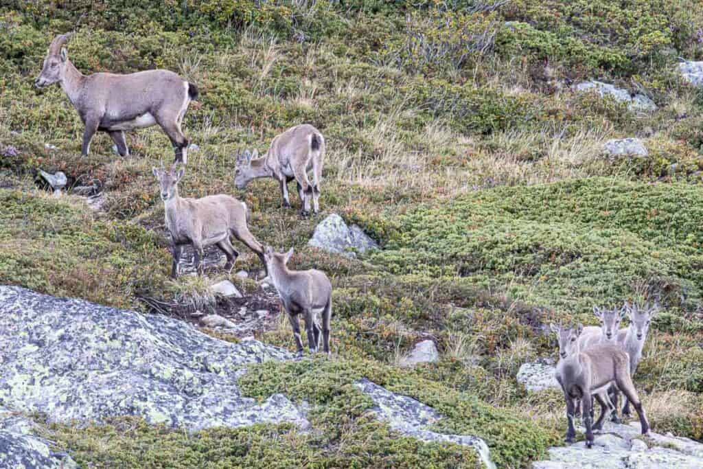 Small herd of ibex scattered on mountainside.