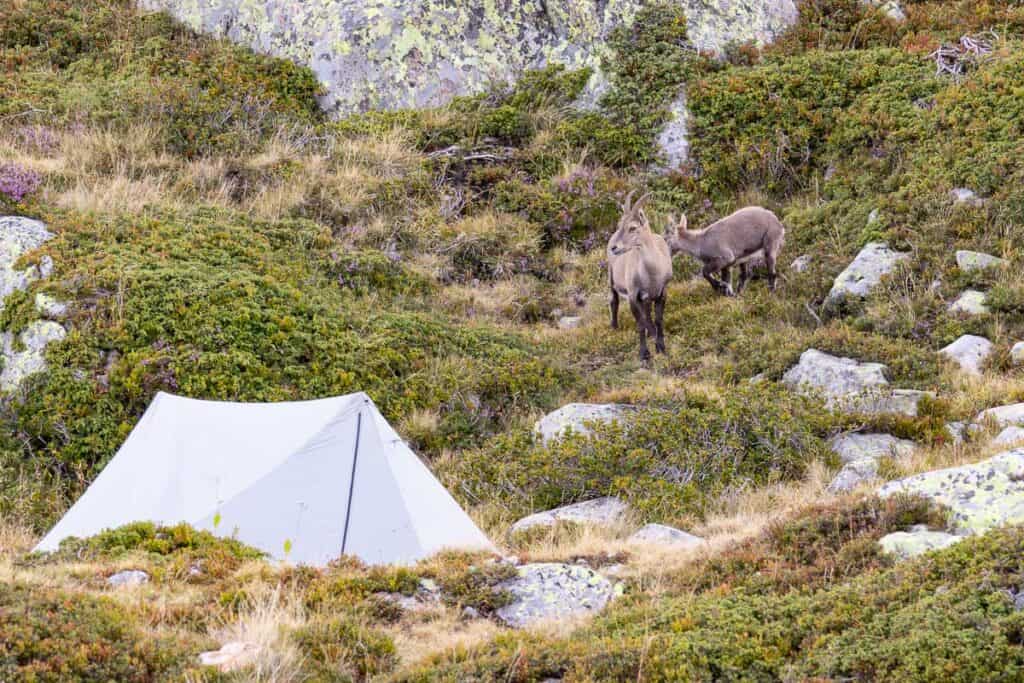 Two ibex near backpacking tent on rocky slope.