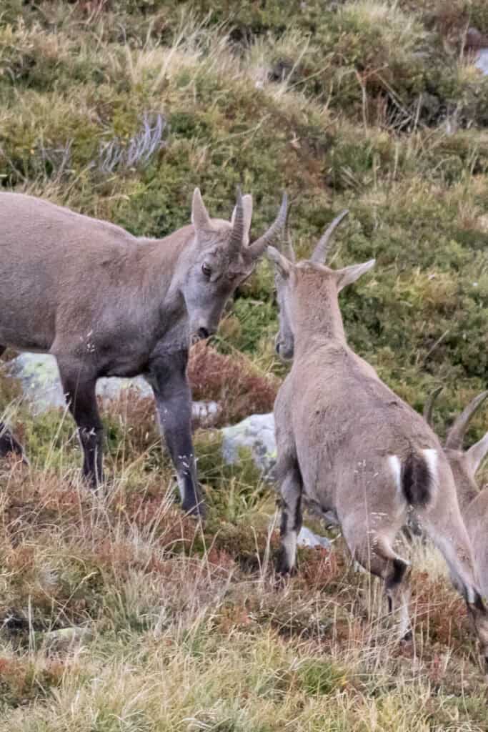 Two ibex with short horns facing off.