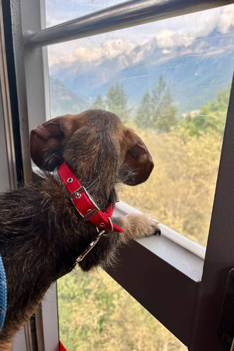 Dog looking out window of cable car.