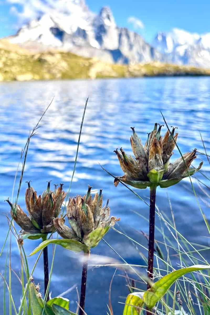 Flowers on long stalks in front of alpine lake.