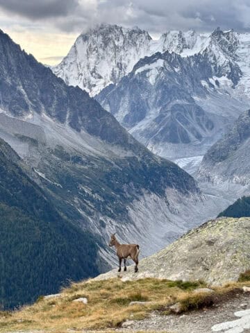 Ibex standing on mountain precipice with towering mountains in background.