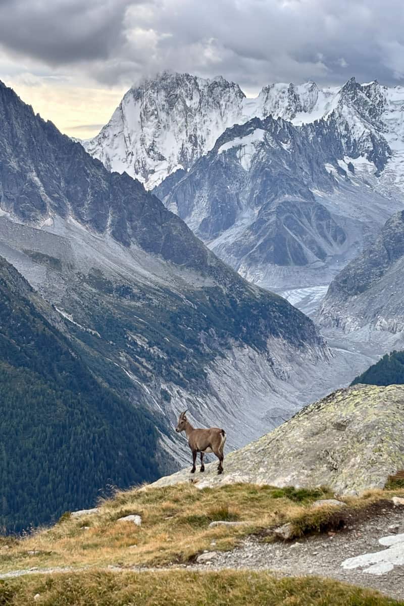Ibex standing on mountain precipice with towering mountains in background.