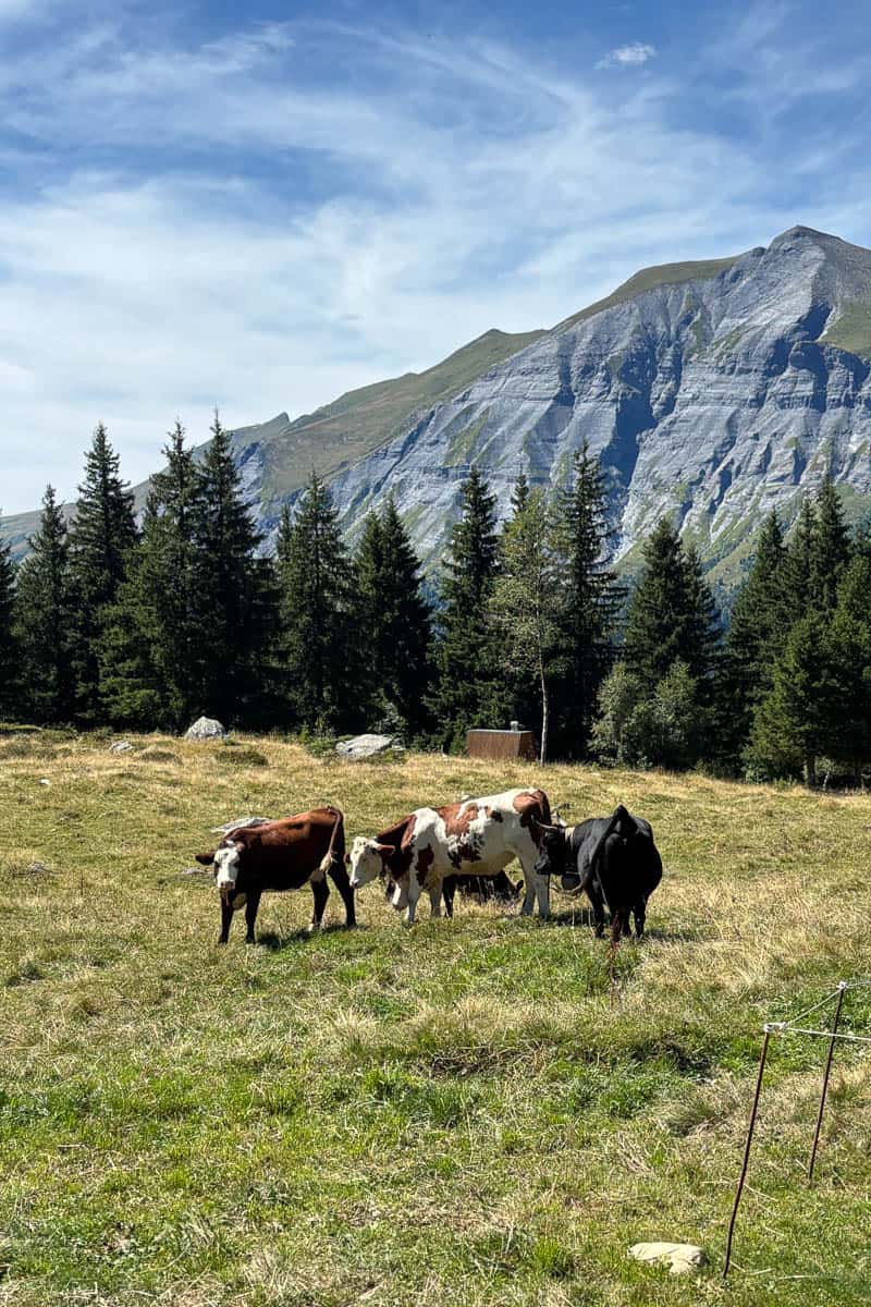 A few cows in a meadow by Augurge du Truc.