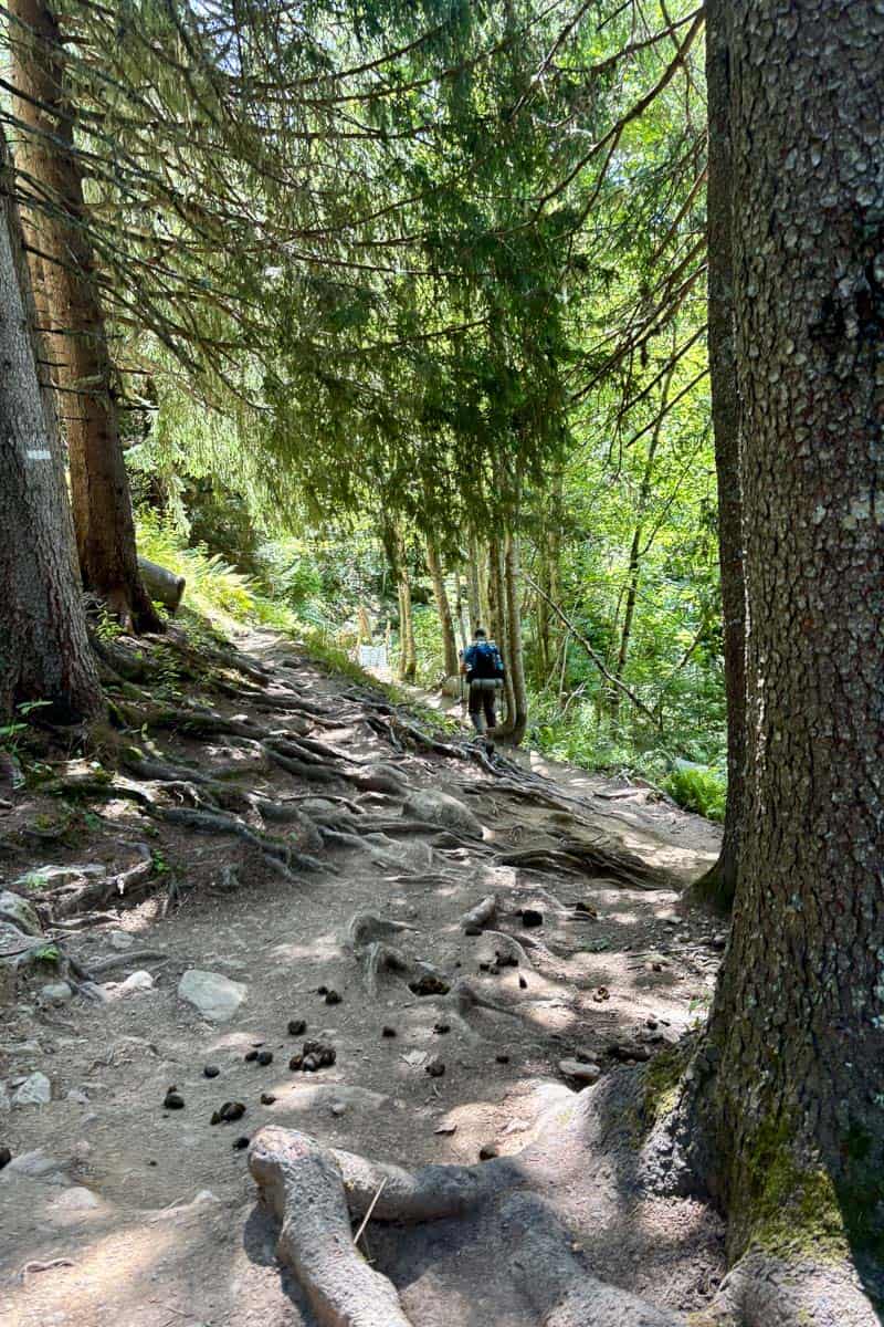 Backpacker navigating forested trail.