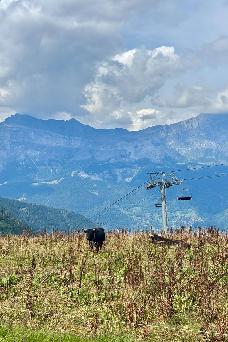 Cows in meadow with mountain peaks and chair lift in background.