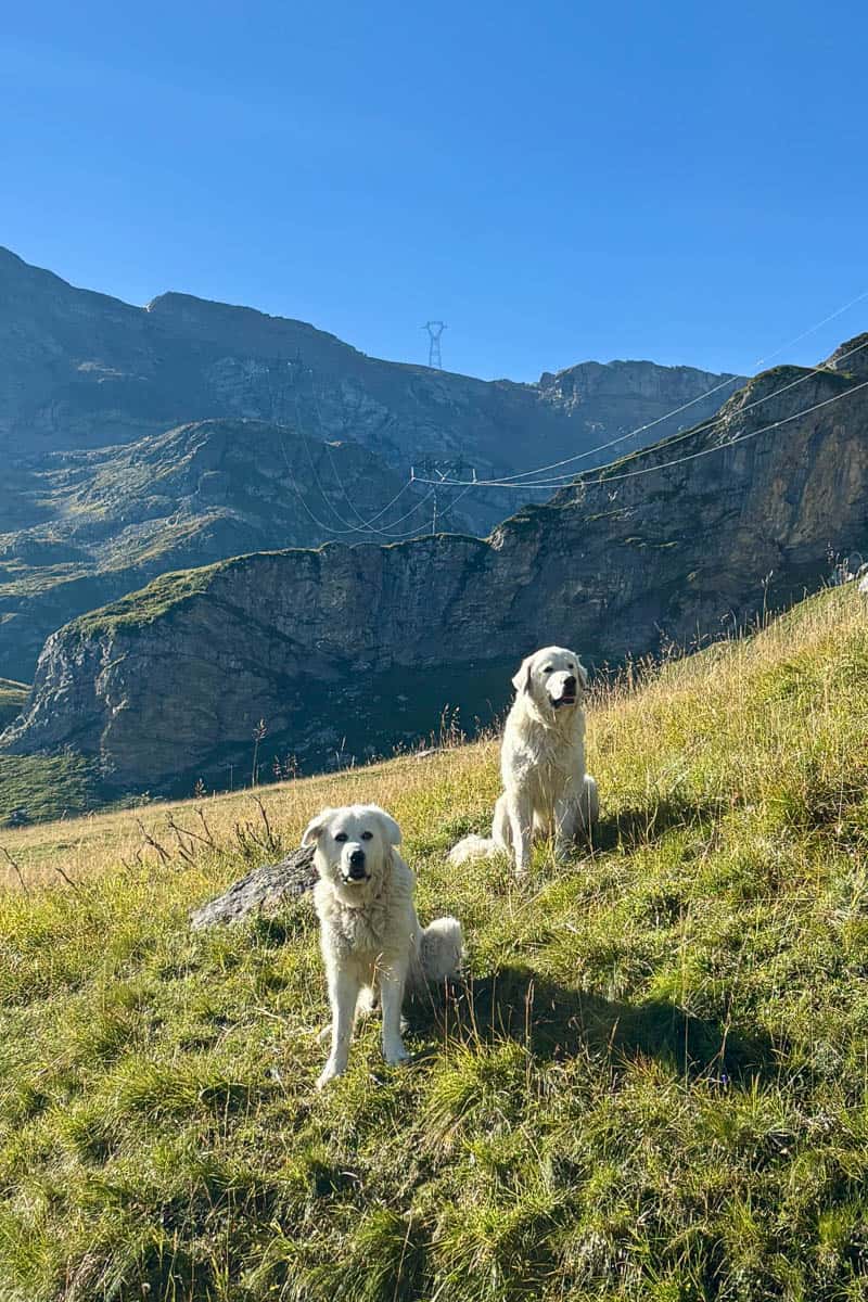 Two large white livestock protection dogs sitting on grassy slope.