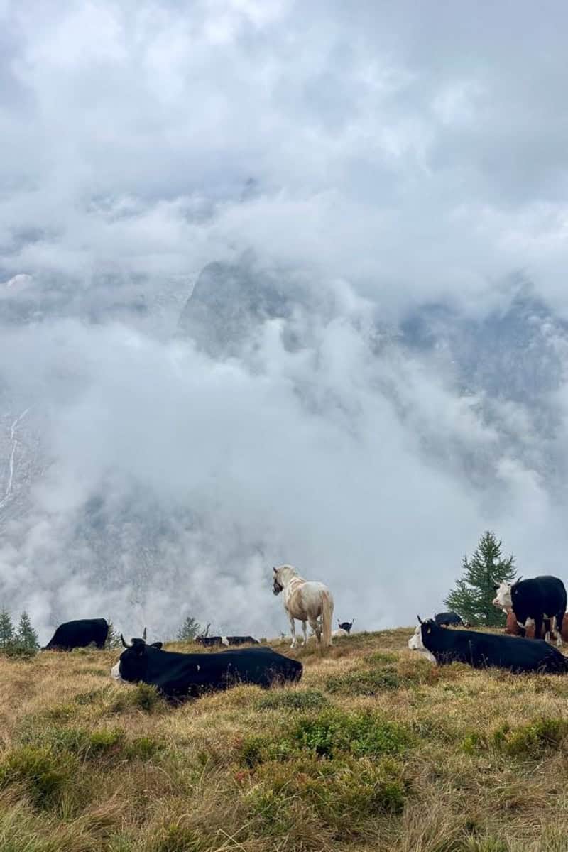 Herd of cows and white horse standing in field overlooking cloud-covered mountain slopes.