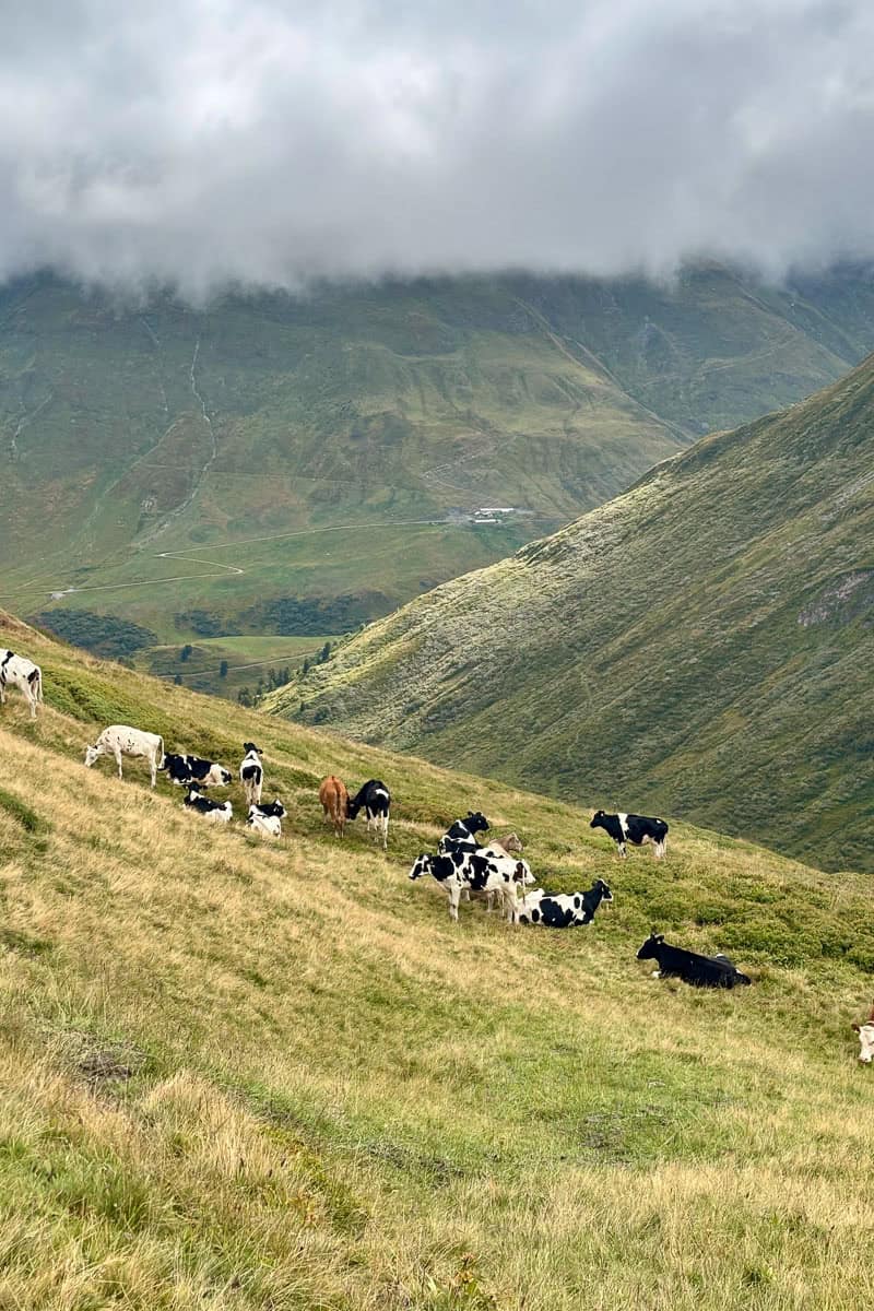 Cows on alpine mountainside with clouds hovering above.