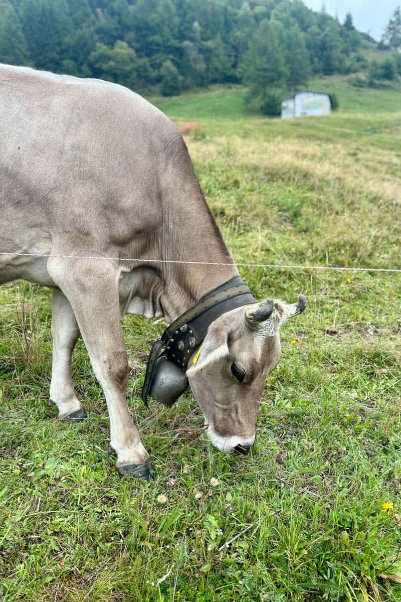 Cow wearing a bell around its neck.