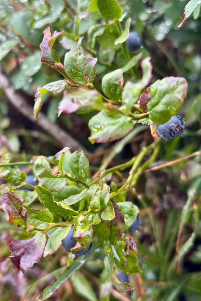 Blueberries hanging from branches.