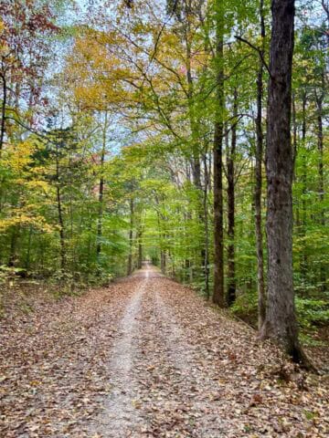 Leaf-strewn trail through woods that forms part of Mammoth Cave Race.