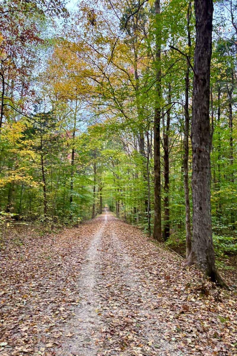 Leaf-strewn trail through woods that forms part of Mammoth Cave Race.