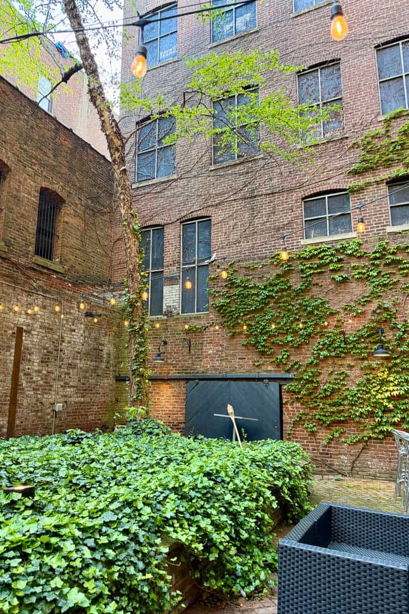Ivy covered brick walls in outdoor dining area of Mussel and Burger Bar.